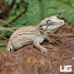 Juvenile High Contrast Striped Gragoyle Geckos (Rhacodactylus auriculatus) For Sale - Underground Reptiles