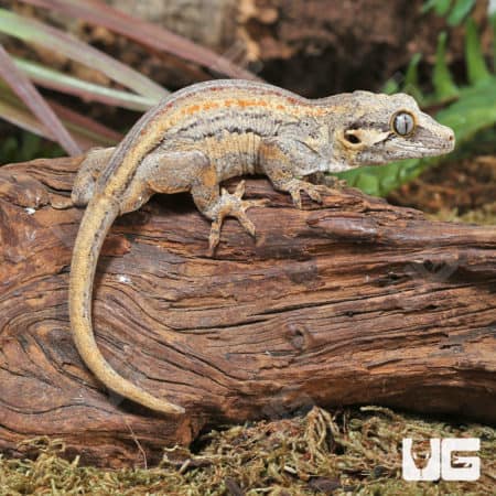 Juvenile High Contrast Striped Gragoyle Geckos (Rhacodactylus auriculatus) For Sale - Underground Reptiles