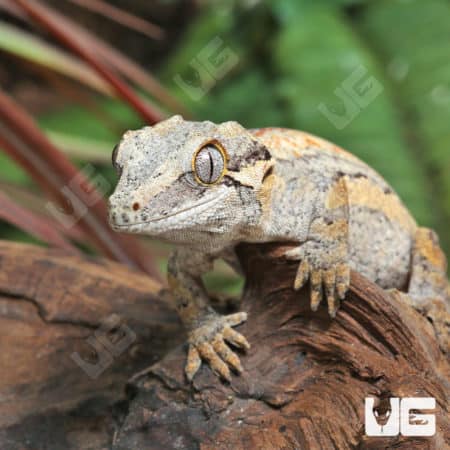 Juvenile High Contrast Striped Gragoyle Geckos (Rhacodactylus auriculatus) For Sale - Underground Reptiles