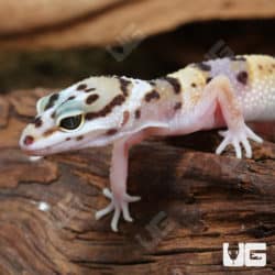 Juvenile Leopard Geckos (Eublepharis macularius) For Sale - Underground Reptiles