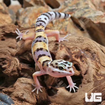 Juvenile Leopard Geckos (Eublepharis macularius) For Sale - Underground Reptiles