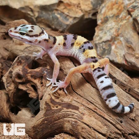 Juvenile Leopard Geckos (Eublepharis macularius) For Sale - Underground Reptiles