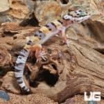 Juvenile Leopard Geckos (Eublepharis macularius) For Sale - Underground Reptiles