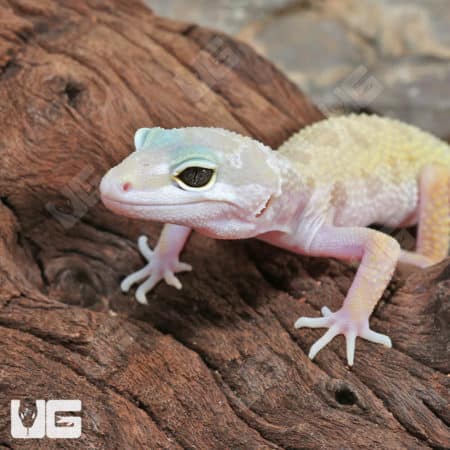 Leucistic Leopard Geckos (Eublepharis macularius) for sale