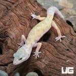 Leucistic Leopard Geckos (Eublepharis macularius) for sale