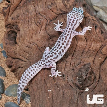 Juvenile Mack Snow Leopard Geckos (Eublepharis macularius) for sale