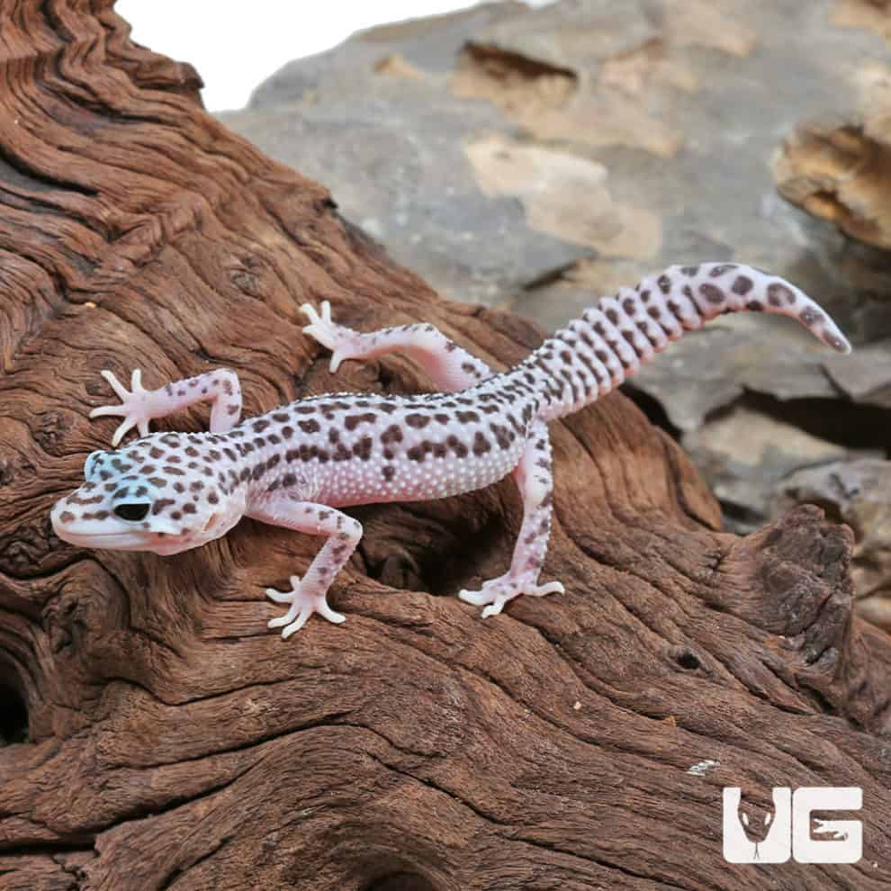 Leopard Geckos For Sale - Underground Reptiles