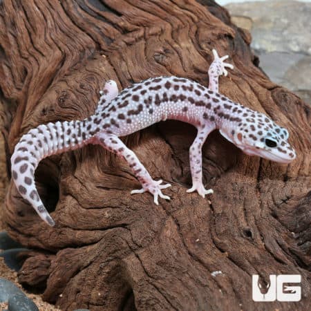 Juvenile Mack Snow Leopard Geckos (Eublepharis macularius) for sale