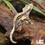 Juvenile Quad Stripe Crested Gecko (Correlophus ciliatus) For Sale - Underground Reptiles
