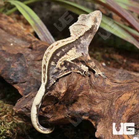 Juvenile Quad Stripe Crested Gecko (Correlophus ciliatus) For Sale - Underground Reptiles
