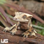 Juvenile Quad Stripe Crested Gecko (Correlophus ciliatus) For Sale - Underground Reptiles
