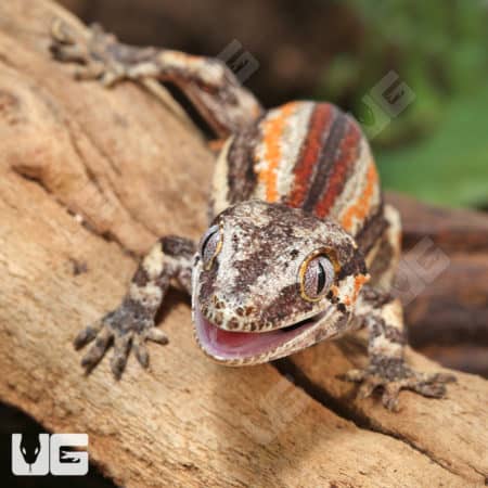 Juvenile Red Stripe Gargoyle Geckos (Rhacodactylus auriculatus) For Sale - Underground Reptiles