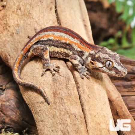 Juvenile Red Stripe Gargoyle Geckos (Rhacodactylus auriculatus) For Sale - Underground Reptiles