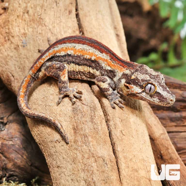 Juvenile Red Stripe Gargoyle Geckos (Rhacodactylus auriculatus) For ...