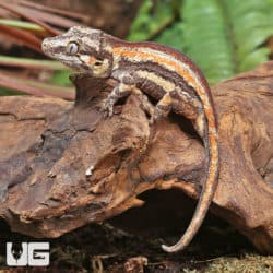 Juvenile Red Stripe Gargoyle Geckos (Rhacodactylus auriculatus) For Sale - Underground Reptiles