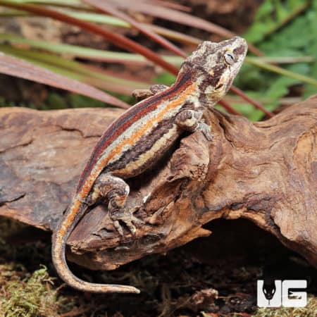 Juvenile Red Stripe Gargoyle Geckos (Rhacodactylus auriculatus) For Sale - Underground Reptiles