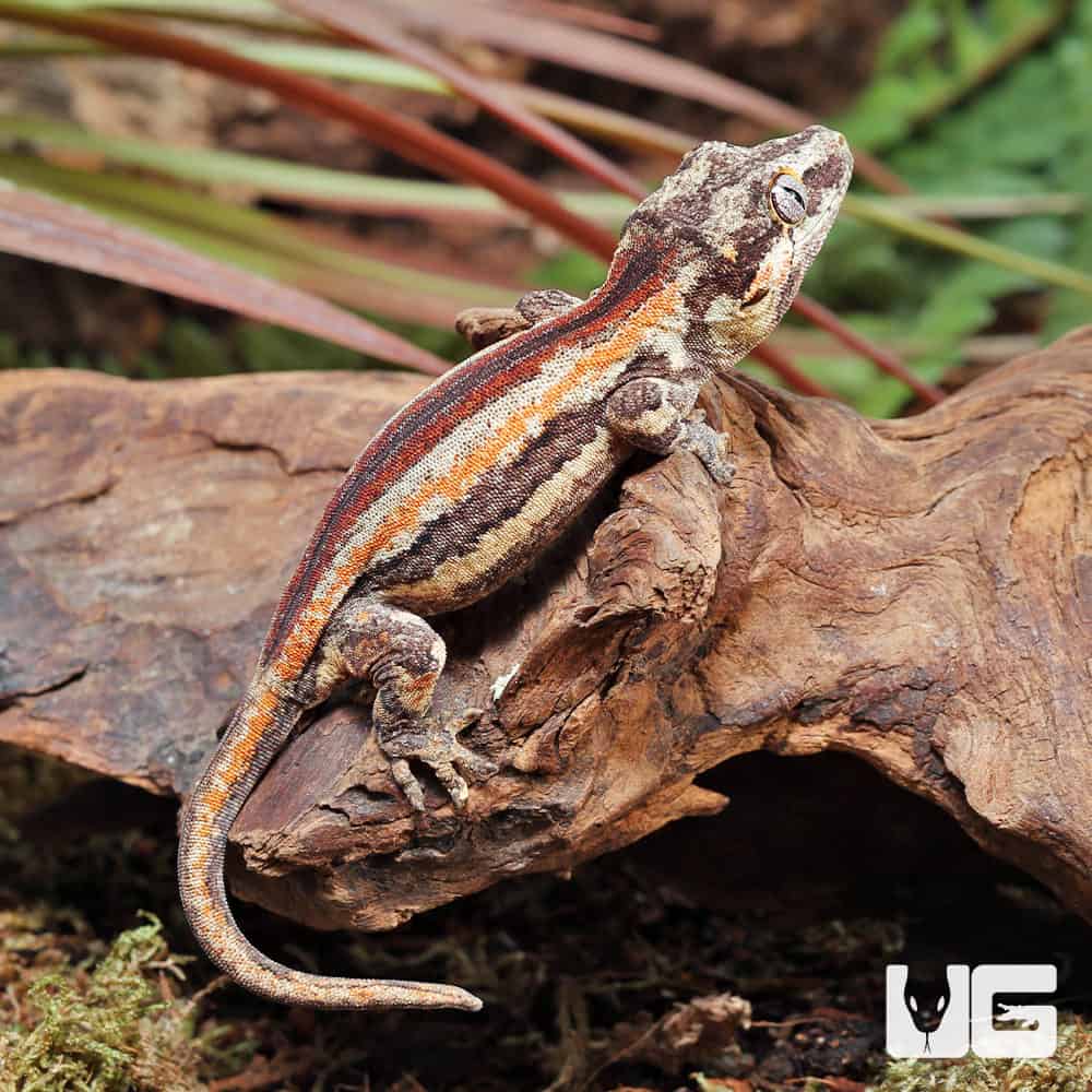 Juvenile Red Stripe Gargoyle Geckos (Rhacodactylus auriculatus) For ...