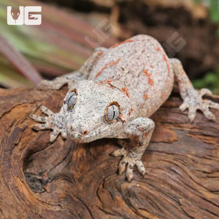 Juvenile Reticulated Gargoyle Geckos (Rhacodactylus auriculatus) For Sale - Underground Reptiles