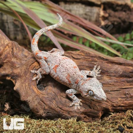 Juvenile Reticulated Gargoyle Geckos (Rhacodactylus auriculatus) For Sale - Underground Reptiles