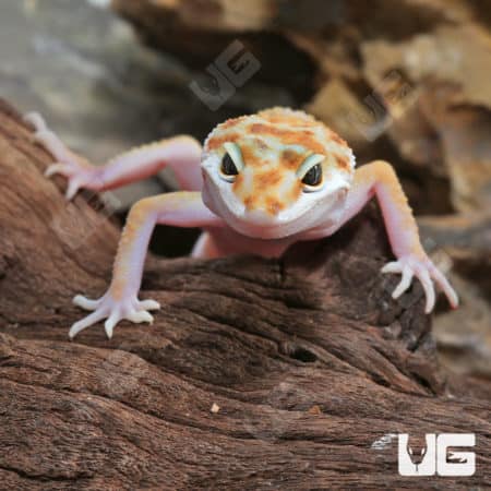 Juvenile Tangerine Leopard Geckos (Eublepharis macularius) For Sale - Underground Reptiles