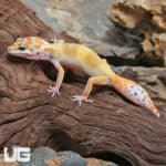 Juvenile Tangerine Leopard Geckos (Eublepharis macularius) For Sale - Underground Reptiles