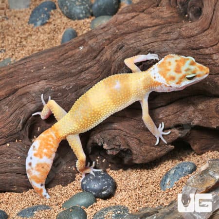 Juvenile Tangerine Leopard Geckos (Eublepharis macularius) For Sale - Underground Reptiles