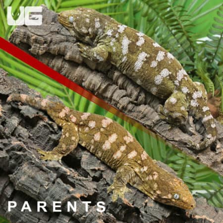 Baby Leachianus Geckos (Rhacodactylus leachianus) For Sale - Underground Reptiles