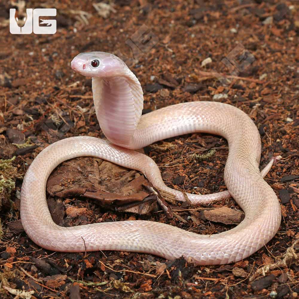 Leucistic Indonesian Spitting Cobras (Naja sputatrix) For Sale - Underground Reptiles