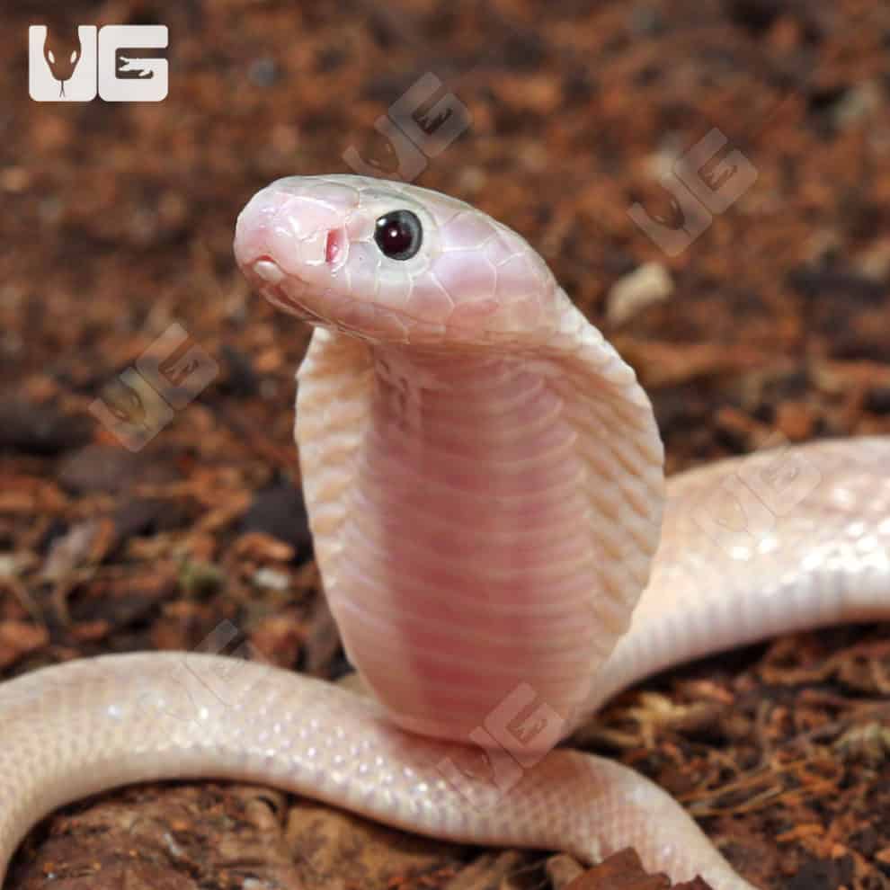 Leucistic Indonesian Spitting Cobras (Naja sputatrix) For Sale ...