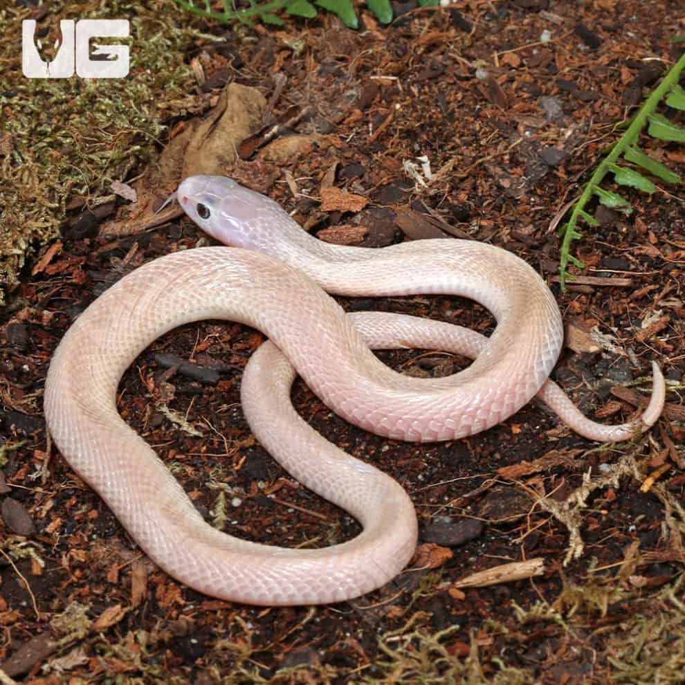 Leucistic Indonesian Spitting Cobras (Naja sputatrix) For Sale ...