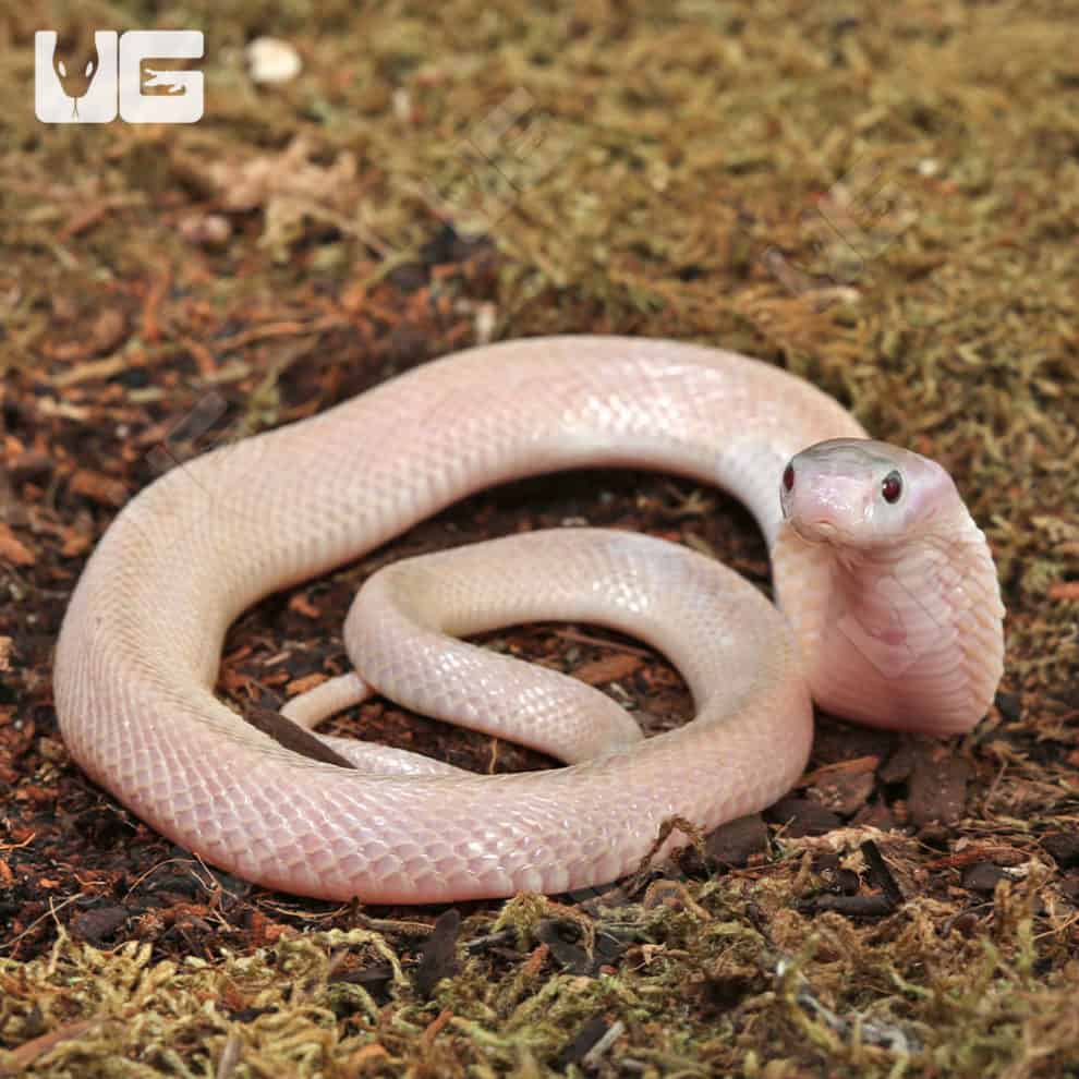 Leucistic Indonesian Spitting Cobras (Naja sputatrix) For Sale ...