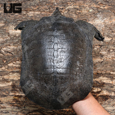 Malayan Softshell (dogania suplane) for sale - Underground Reptiles