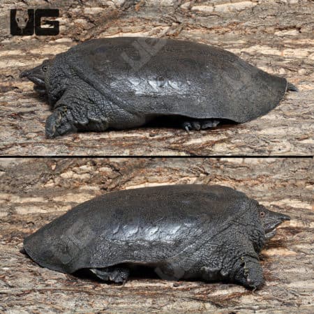 Malayan Softshell (dogania suplane) for sale - Underground Reptiles