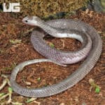 Male Pied Indonesian Spitting Cobras (Naja sputatrix) For Sale - Underground Reptiles
