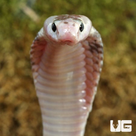 Male Pied Indonesian Spitting Cobras (Naja sputatrix) For Sale - Underground Reptiles