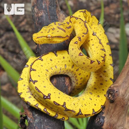 Baby Manakwari Green Tree Pythons (Morelia viridis) For Sale - Underground Reptiles