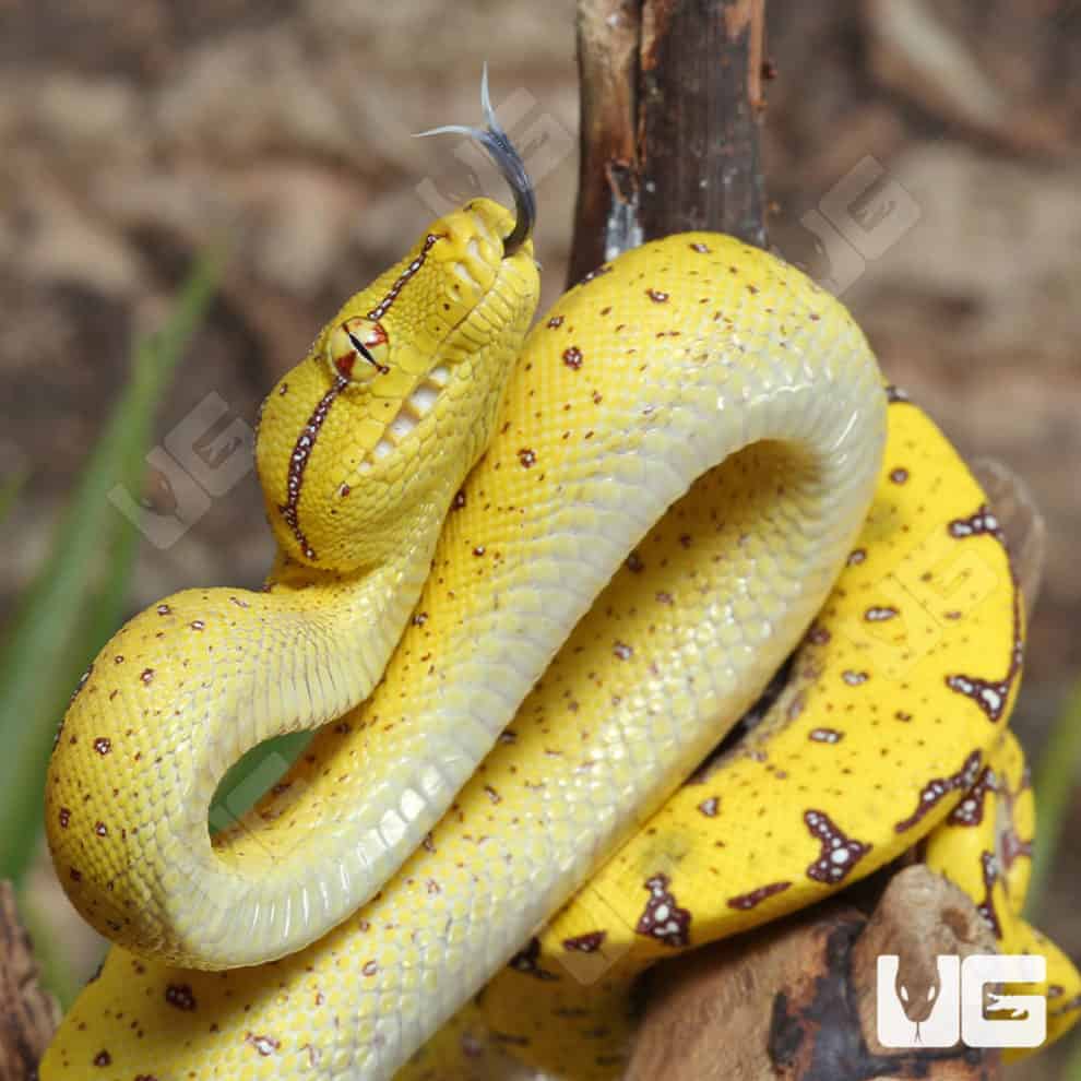 Green Tree Pythons For Sale - Underground Reptiles