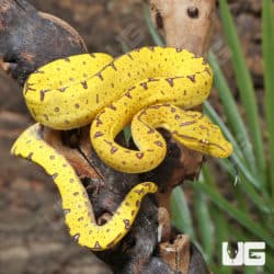 Baby Manakwari Green Tree Pythons (Morelia viridis) For Sale - Underground Reptiles