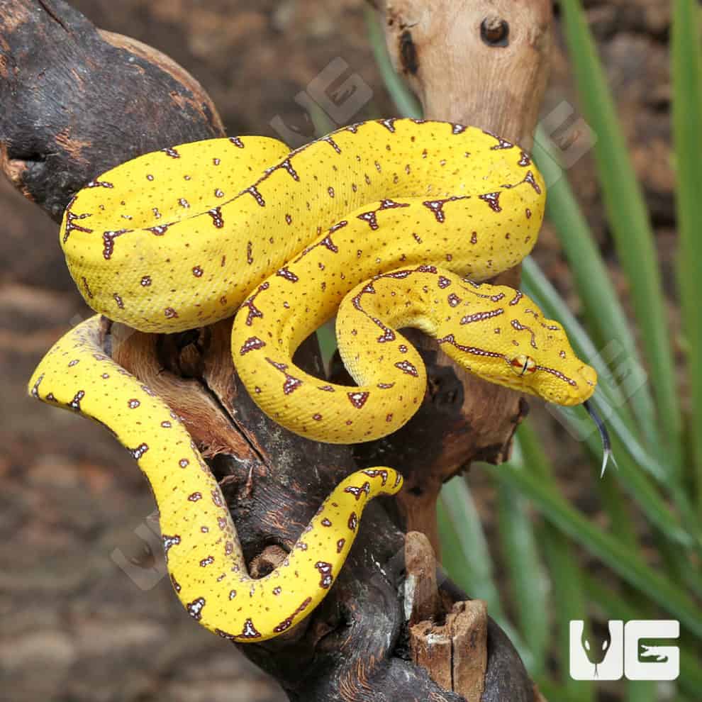 Green Tree Pythons For Sale - Underground Reptiles