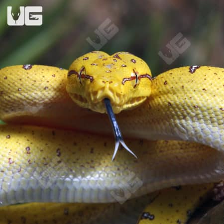 Baby Manakwari Green Tree Pythons (Morelia viridis) For Sale - Underground Reptiles