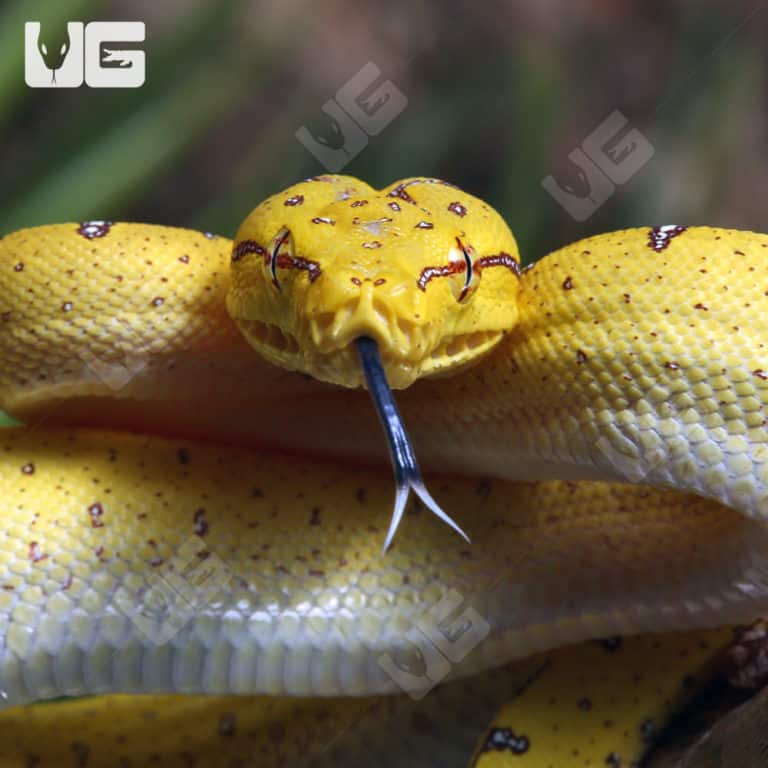 Green Tree Pythons For Sale - Underground Reptiles