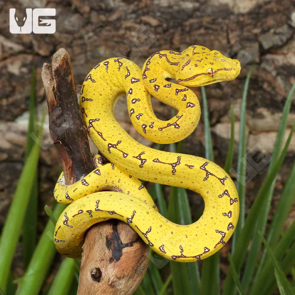 Green Tree Pythons For Sale - Underground Reptiles