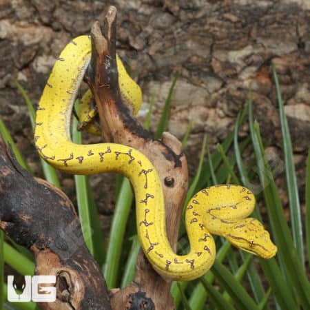 Baby Manakwari Green Tree Pythons (Morelia viridis) For Sale - Underground Reptiles