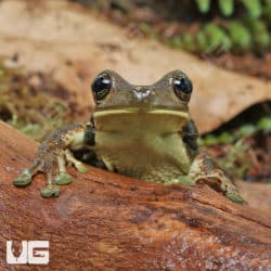 Marbled Tree Frog (Dendropsophus marmoratus) for sale