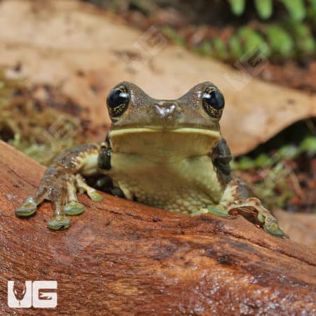 Marbled Tree Frog (Dendropsophus marmoratus) for sale