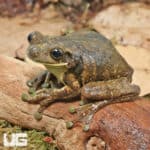 Marbled Tree Frog (Dendropsophus marmoratus) for sale