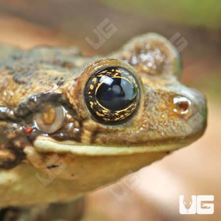 Marbled Tree Frog (Dendropsophus marmoratus) for sale