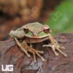 Masked Tree Frogs (Smilisca phaeota) for sale