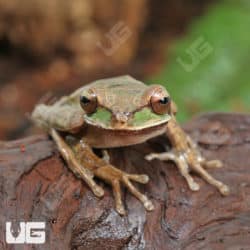 Masked Tree Frogs (Smilisca phaeota) for sale