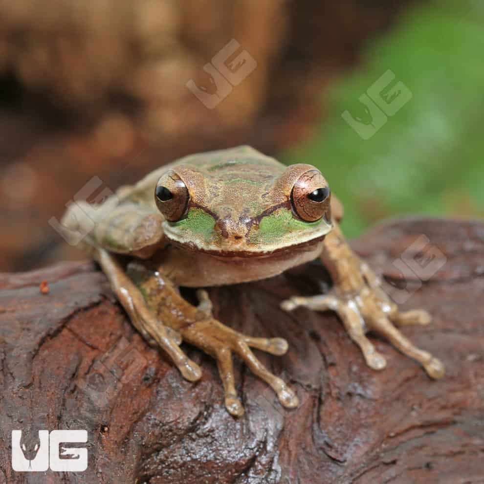 Tree Frogs For Sale - Underground Reptiles